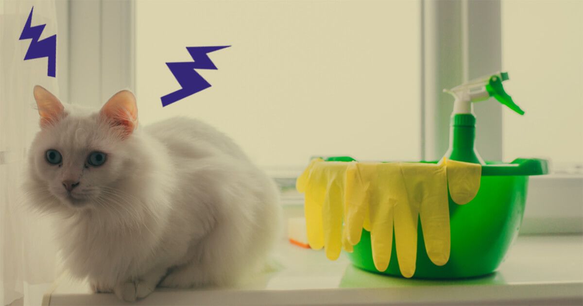 How To Clean Cat Spray In 6 Steps